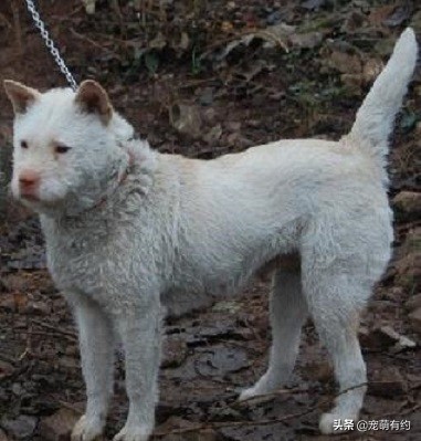 中华名犬，广东五红狗和广西笔尾灰犬，已濒临灭绝，急待拯救