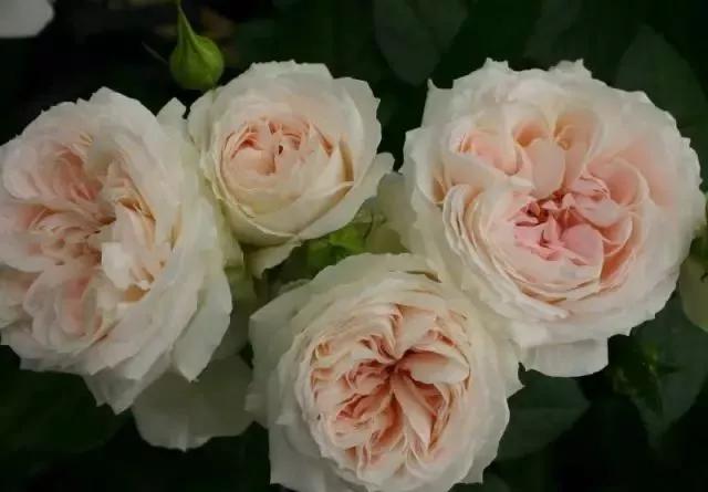 玫瑰花有哪些品种,玫瑰花有哪些品种大全