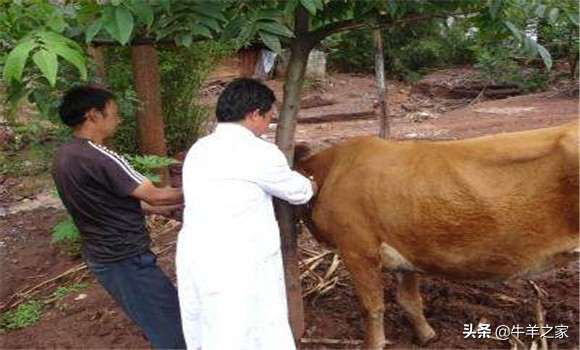 牛得了口蹄疫什么症状,牛口蹄疫的症状与治疗方法