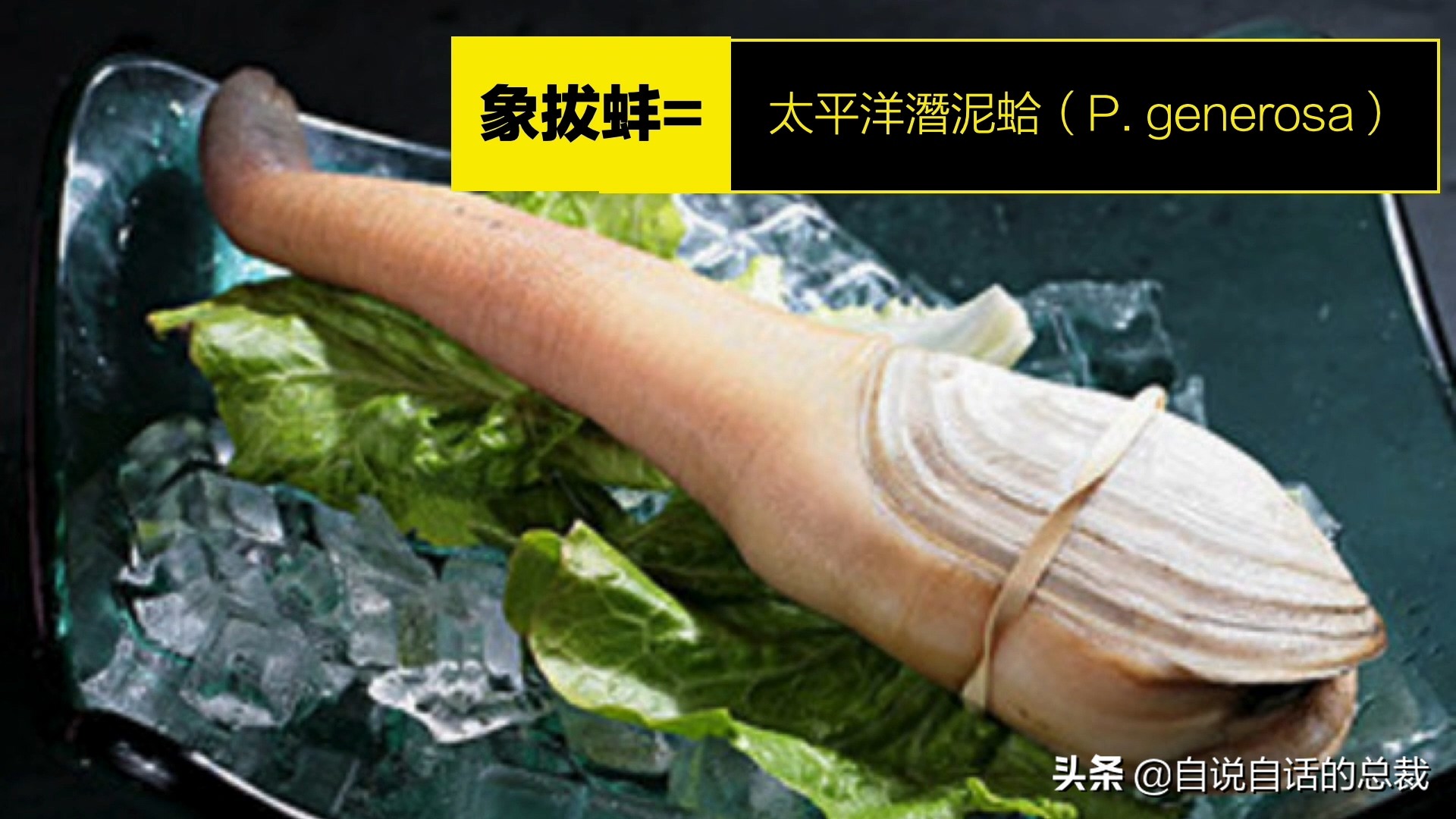 海鲜蛤蜊与蛤蜊区分,蛏子与小人蚬的区别