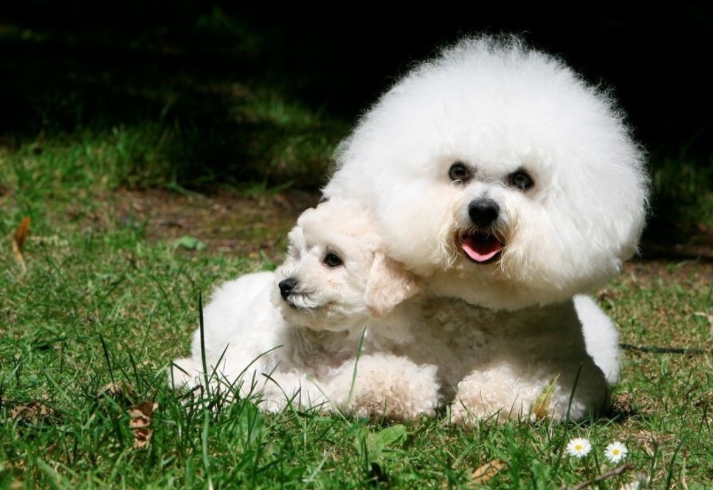 影响狗狗体型的主要因素是什么,影响狗狗美貌的常见皮肤病