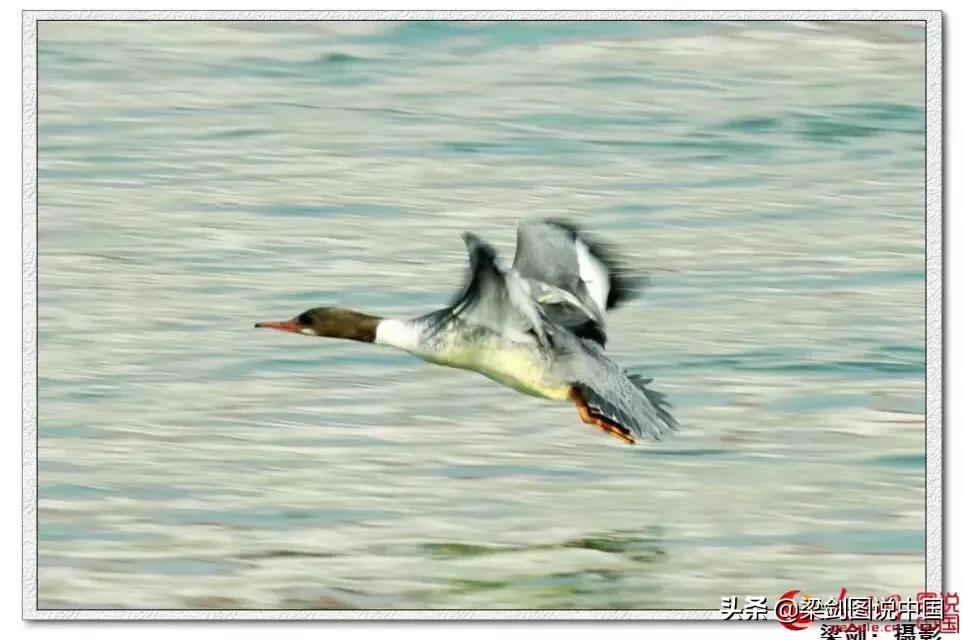 禁止野生动物保护环境人人有责,保护生态环境禁止野生动物上餐桌