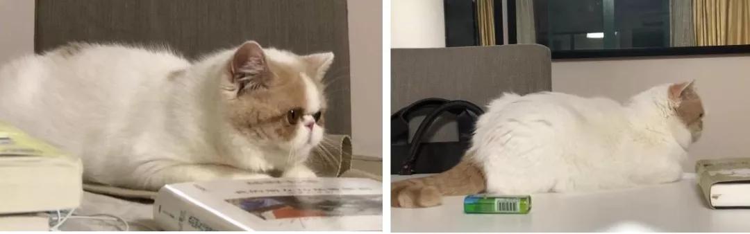 猫咪绝育为什么会发胖,猫咪是不是绝育就会变胖