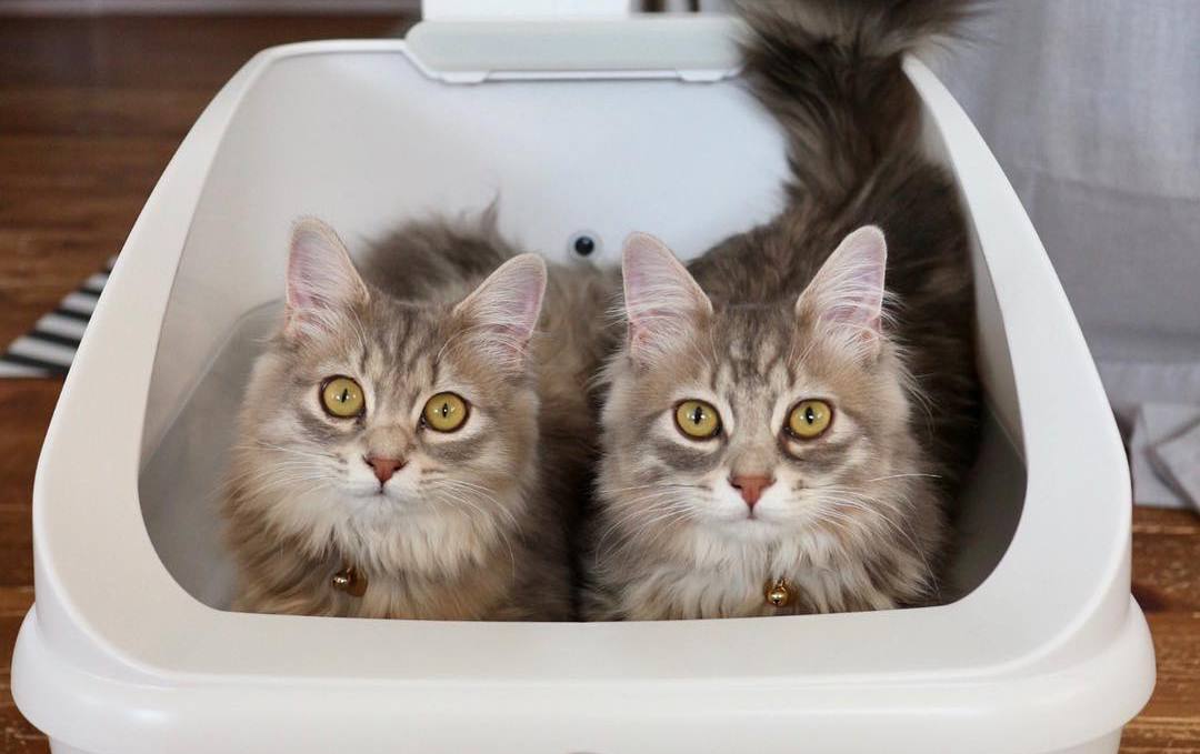 养猫40条常识猫咪生病的症状,猫咪生病有哪些忌口