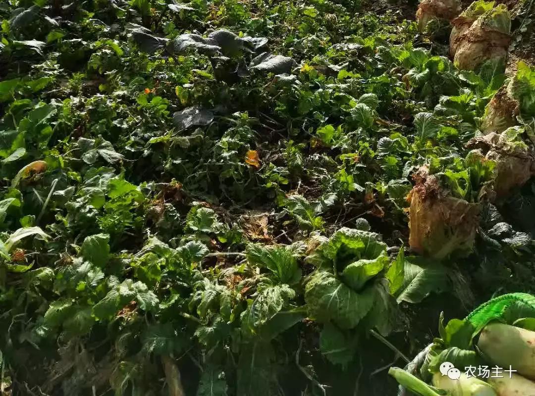 有机农业的真实现状,有机农业的惊天骗局