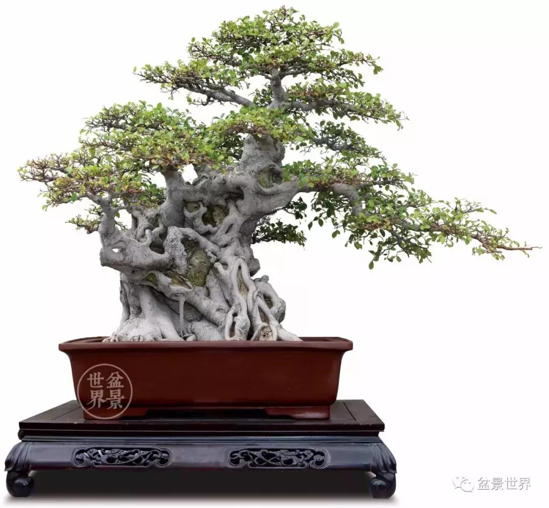 榕树悬崖式盆景欣赏,大师榕树盆景的精妙之作