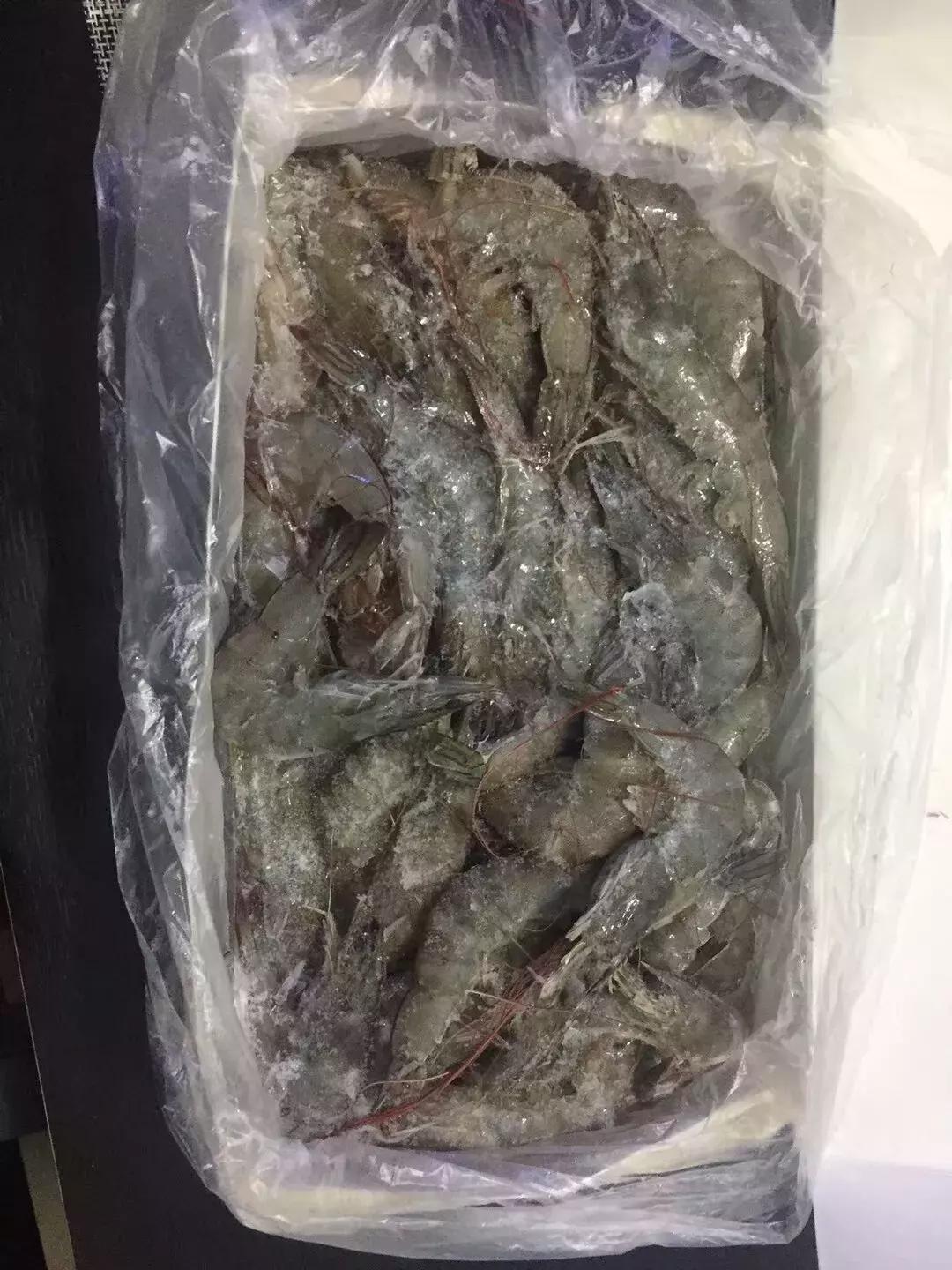 红虫蚯蚓大虾拉饵方法大集合,红虫虾饵蚯蚓拉饵