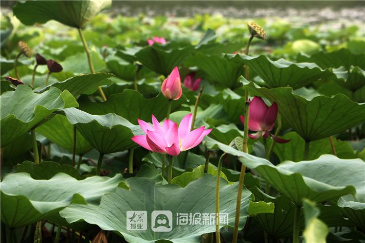 “接天莲叶无穷碧”德州减河湿地景区“映日荷花别样红”