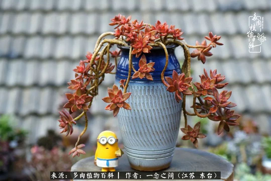 对多肉植物的爱心寄语,赏兰花感言