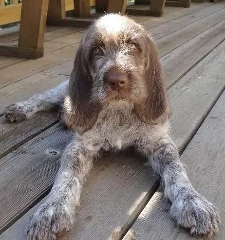 史毕诺犬,每日一狗苏格兰梗