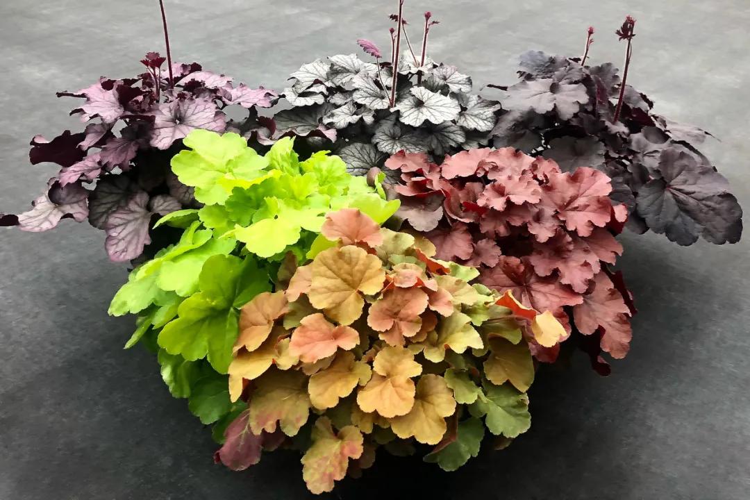 矾根的全能型选手来了，南北皆宜，色彩丰富