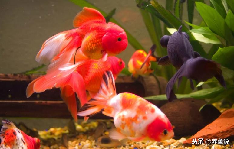 养鱼的硝化细菌起什么作用,硝化细菌在养鱼中的作用