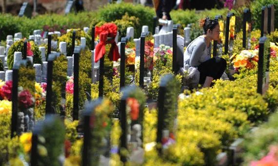 什么花适合扫墓献花,清明节扫墓送什么花比较合适