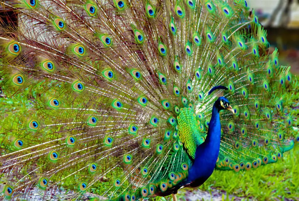 奢侈品消费很普遍的原因,奢侈品消费的十大痛点