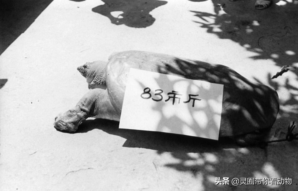 斑鳖即将灭绝人工克隆,全球仅剩3只斑鳖