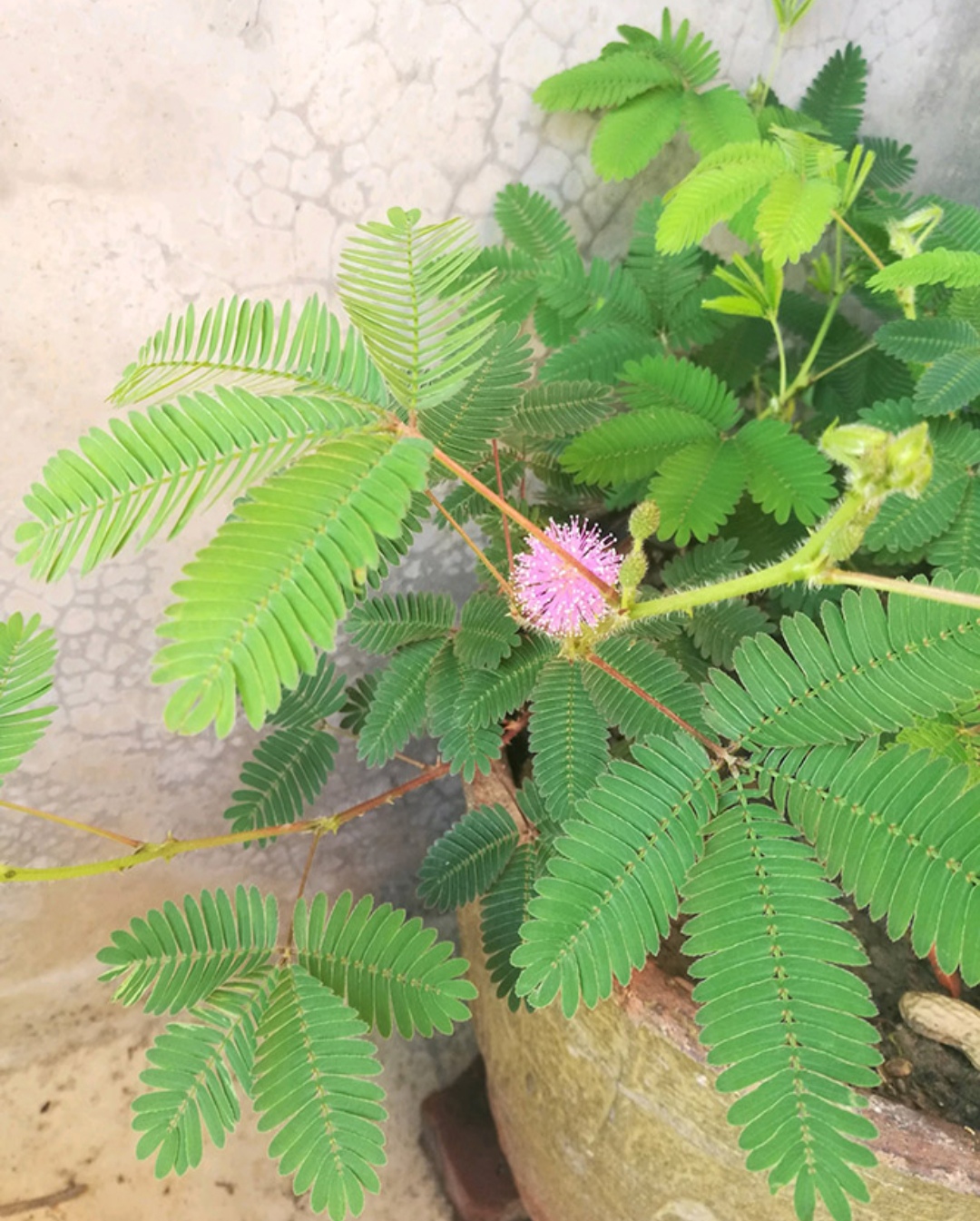 鎴峰涓嶈兘瑙︾鐨勬瘨鑺辨湁鍝簺,鍝簺姣掕姳涓嶈兘瑙︾