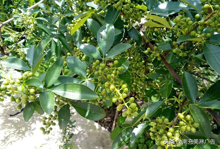 浙江省新农村发展致富新模式,农村致富新项目种植业