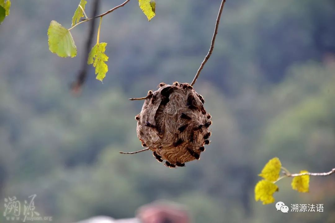 每天放生会有奇迹发生吗,一般人能活到多少岁放生有好处