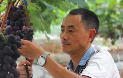 高职生“学农从农”意愿增强,看他们如何带领家乡走向致富