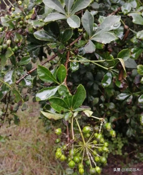 刺五加和五加皮的区别图片对比,刺五加是种什么药材