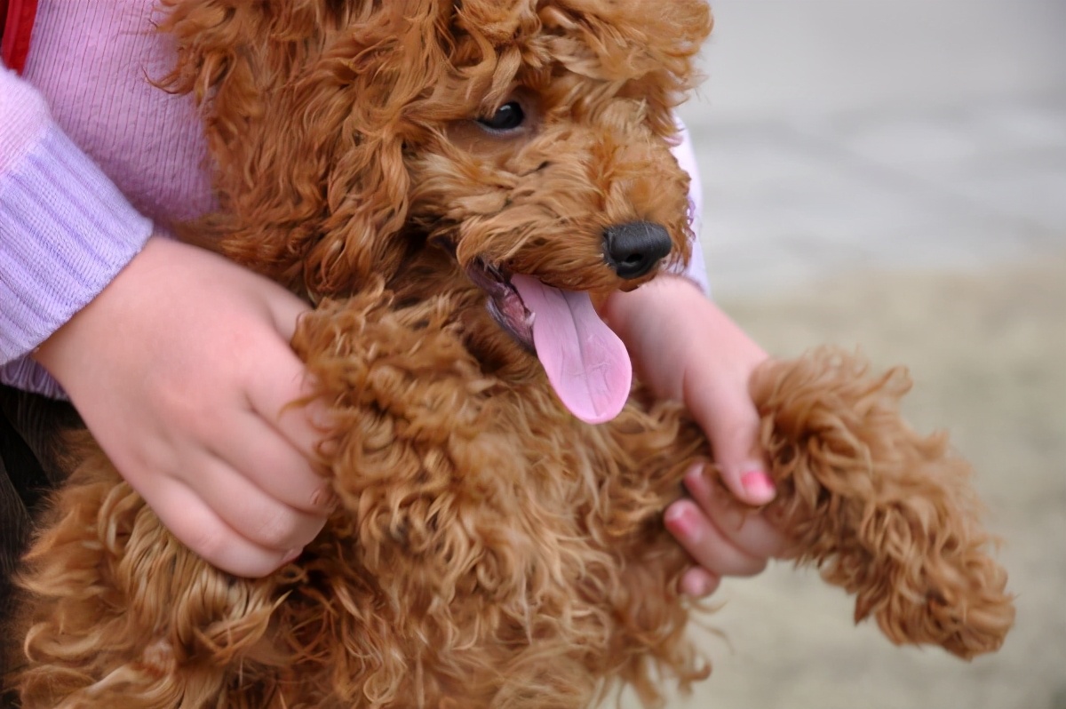 想养泰迪有什么好的推荐吗,养泰迪的必看