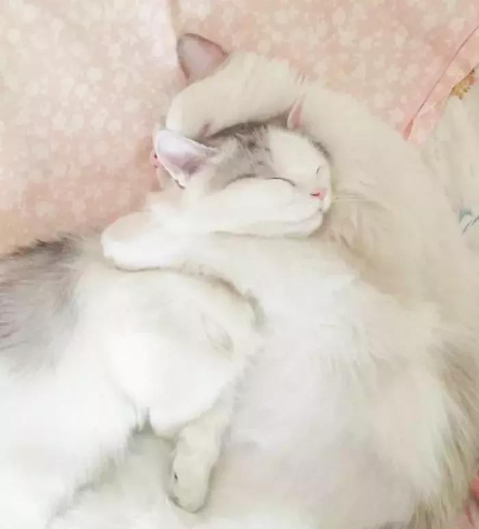 猫咪怀孕怎么去医院检查,猫咪怀孕怎么才知道