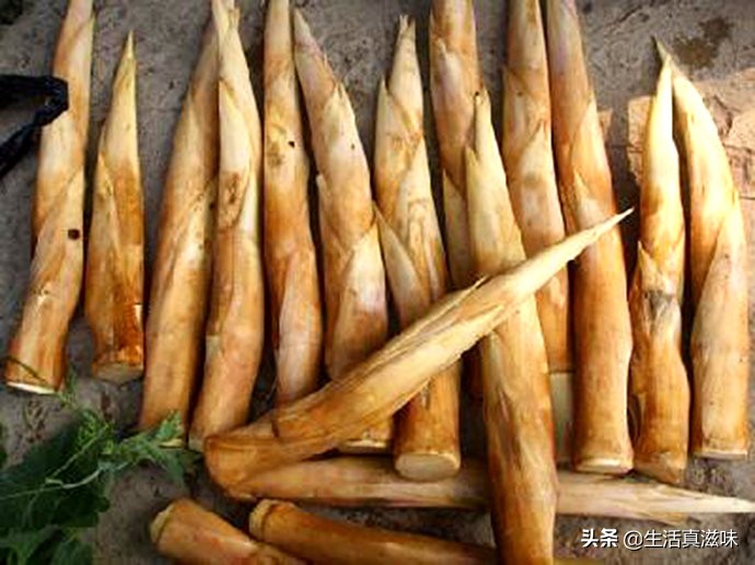 适合这个季节吃的笋,什么笋最适合春天吃