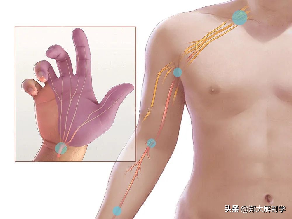 手腕正中神经卡压怎样治疗,腕管正中神经卡压怎么按摩