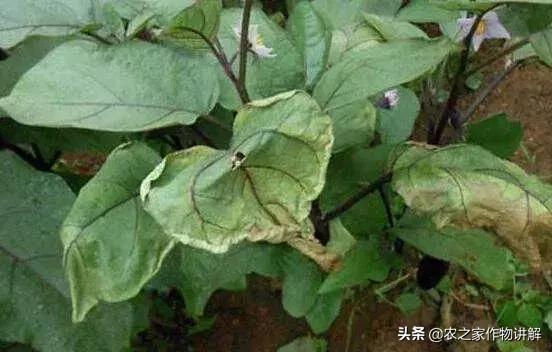 抗细菌真菌病毒的药,杀真菌最彻底的特效药曲安奈德