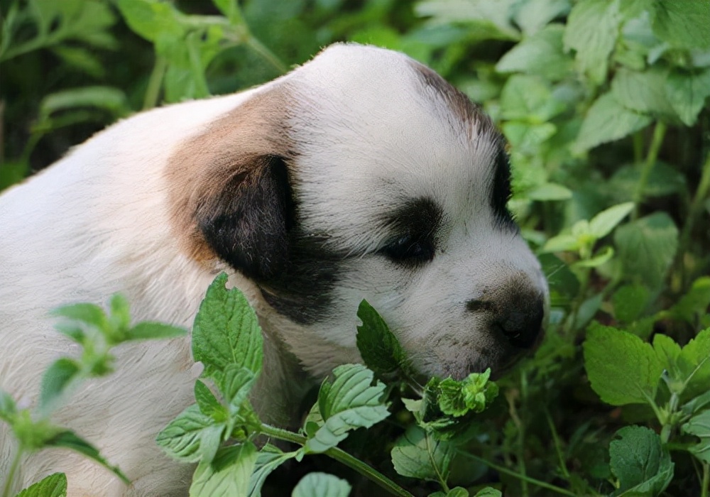 养狗狗拉尿怎么处理,养宠经验狗狗掉毛超级严重怎么办