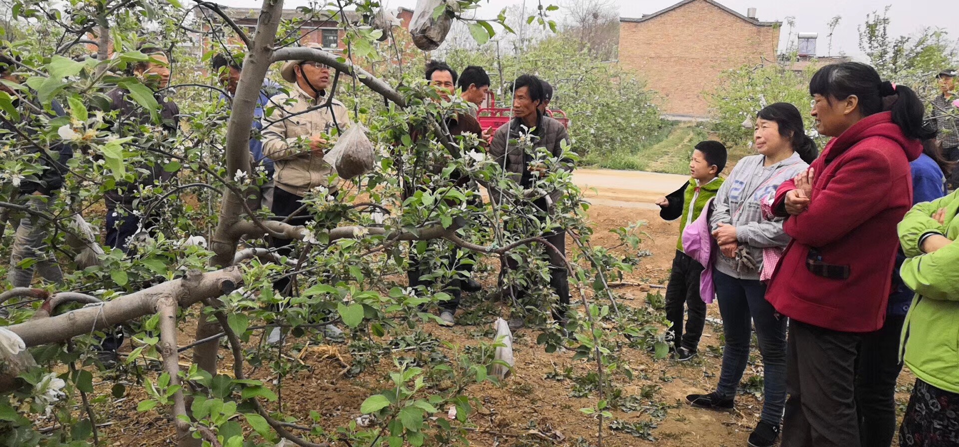 什么是花芽分化期图片,花芽分化期如何控旺提高花芽分化
