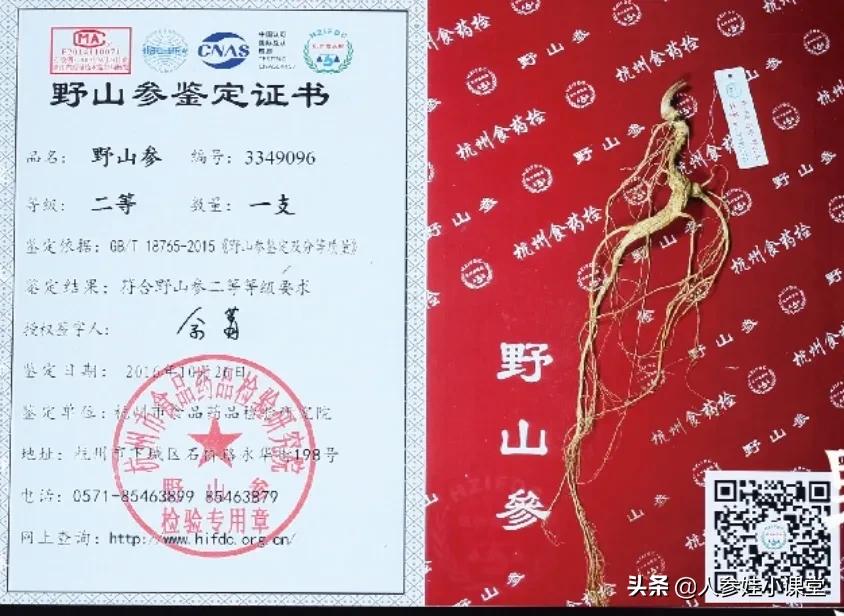 人参和野山参有什么区别图片,科普中药人参