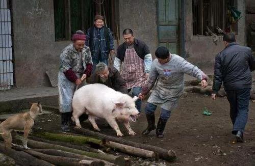 每日分享养猪小知识帮助养好猪,养猪技术教程猪的采食