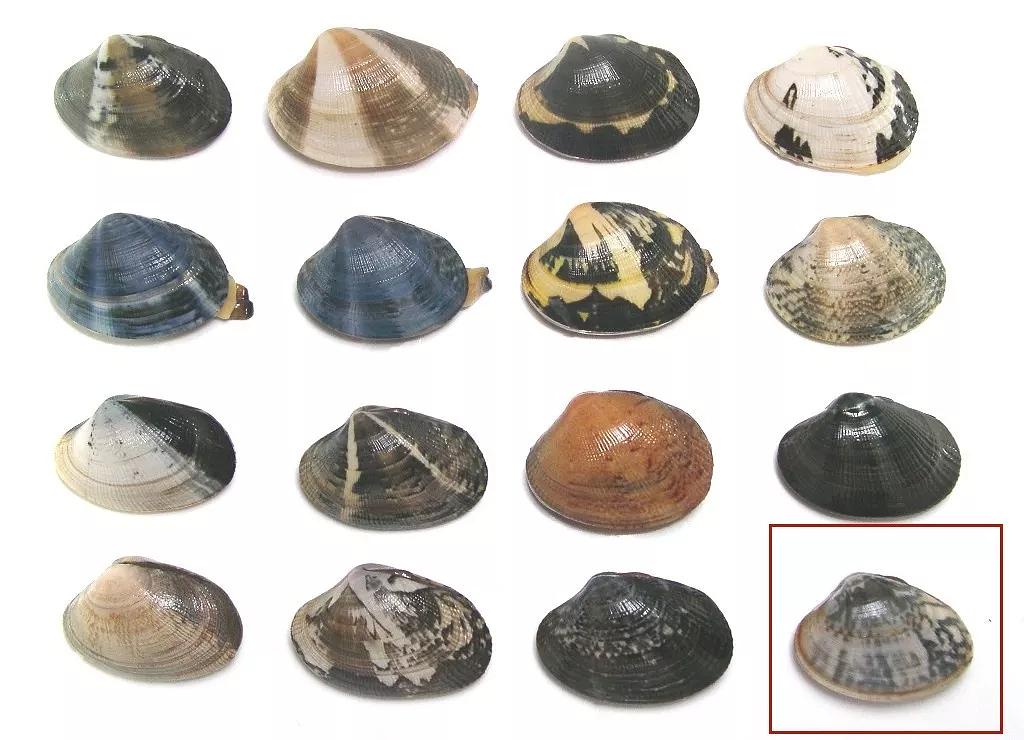 砂锅可以做焗菜吗,砂锅焗大虾花蛤金针菇