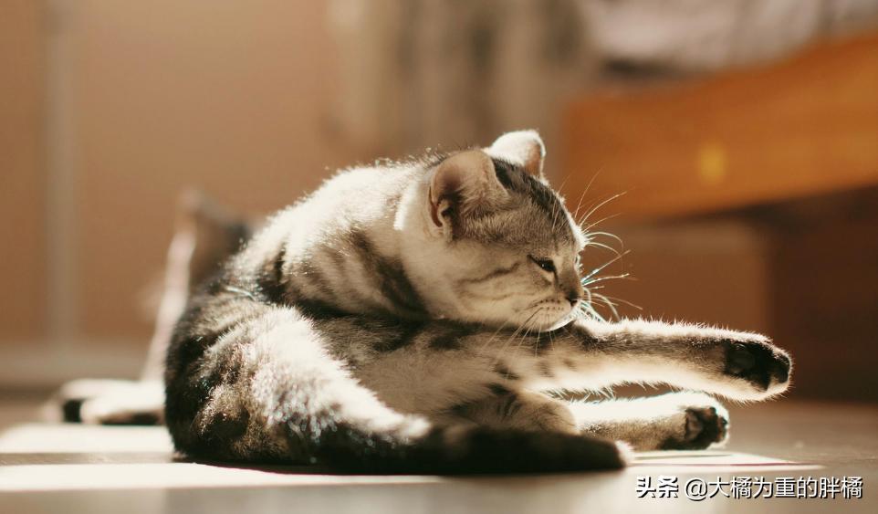 主人清理猫砂盆时,猫咪为什么喜欢在旁边看着?原来有这6个原因