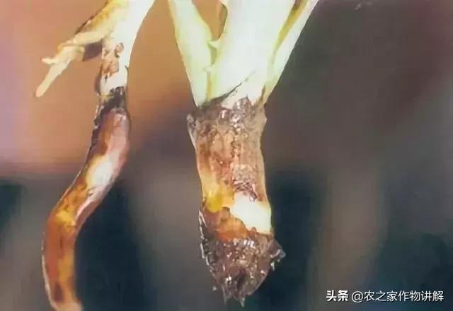 芦荟揭秘,关于芦荟的历史和现状研究报告