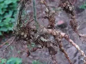 禁用粪肥有什么用,通知请不要随意丢垃圾