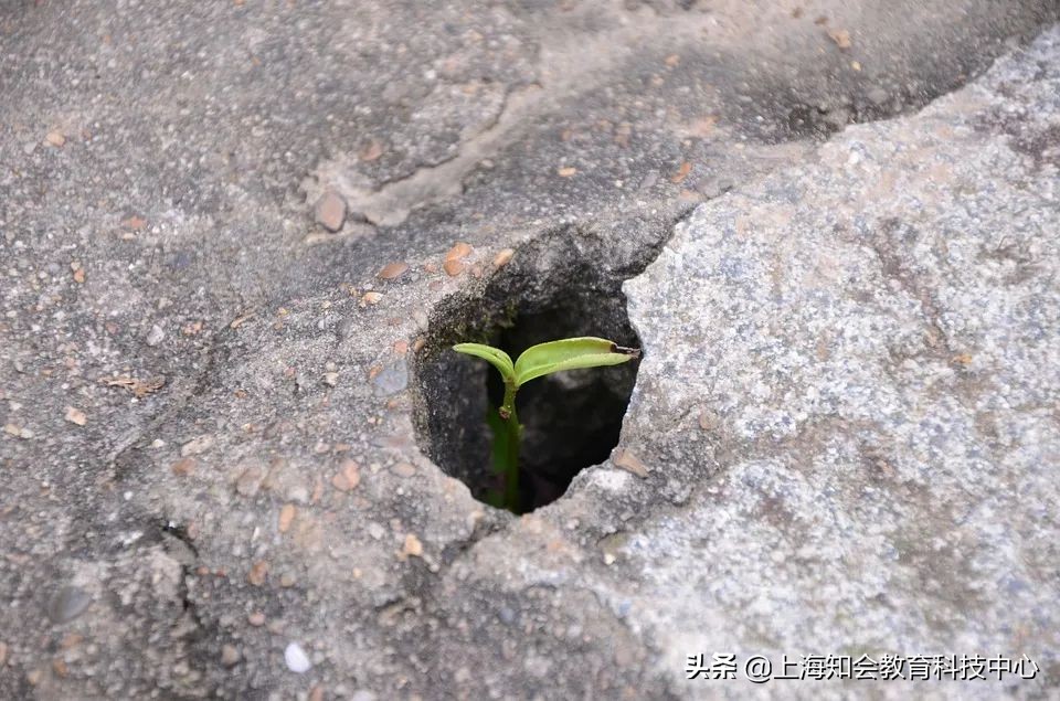 白岩松说自己对孩子教育很重要 (白岩松的家庭教育决定孩子一生)