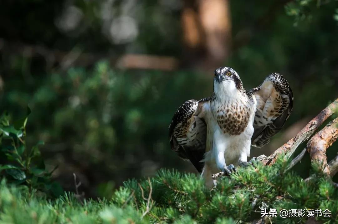 尼康拍野生动物,这位摄影师