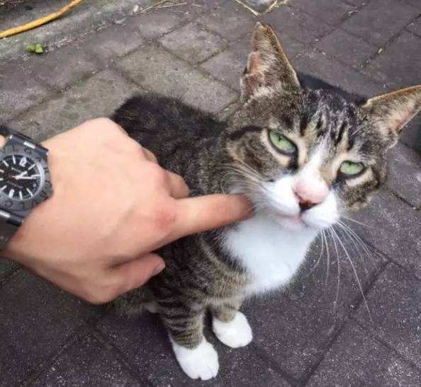 流浪猫被虐待爪子只剩骨头,流浪猫被杀爱猫人士哭泣