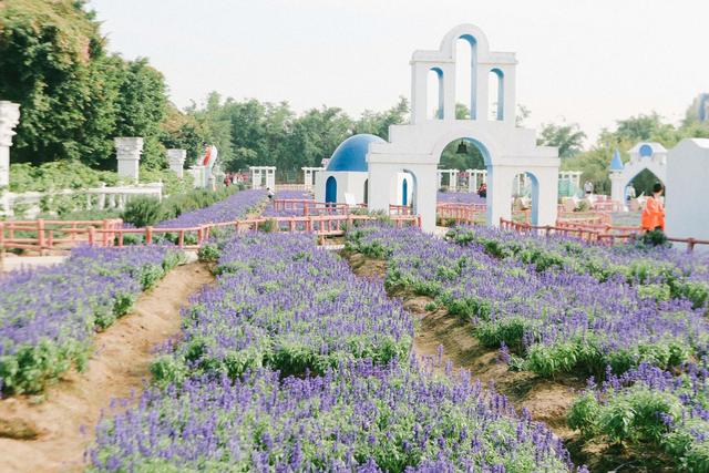 广州南沙百万葵园,广州百万葵园景点图片大全