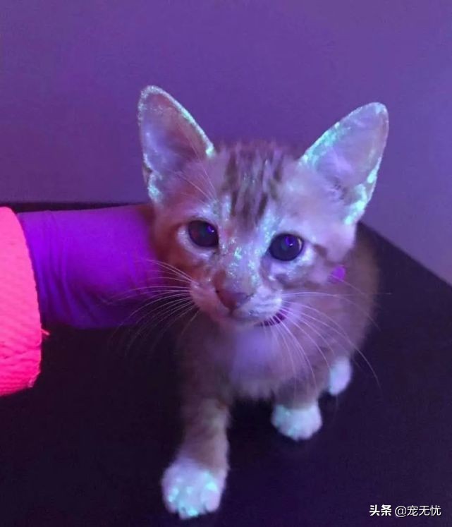 猫咪感染猫癣？不要急，这篇文章全部给你解决