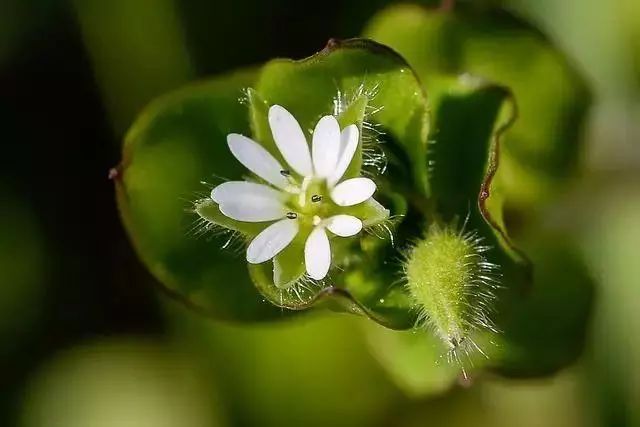 比较好听的植物名字大全,独具一格的植物名字怎么取