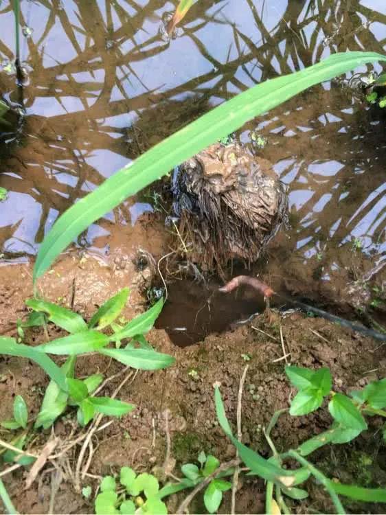 钓黄鳝的正确方法及视频,黄鳝钓法口诀大全
