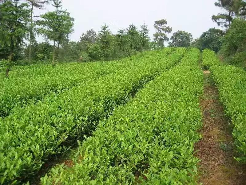 首批“常熟老字号”名单公布，本市十三家企业榜上有名！