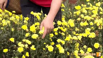 “靠山吃山，动点脑筋”，这里种植的品质上等白芨，刚成熟采收就被外地客商全部定购