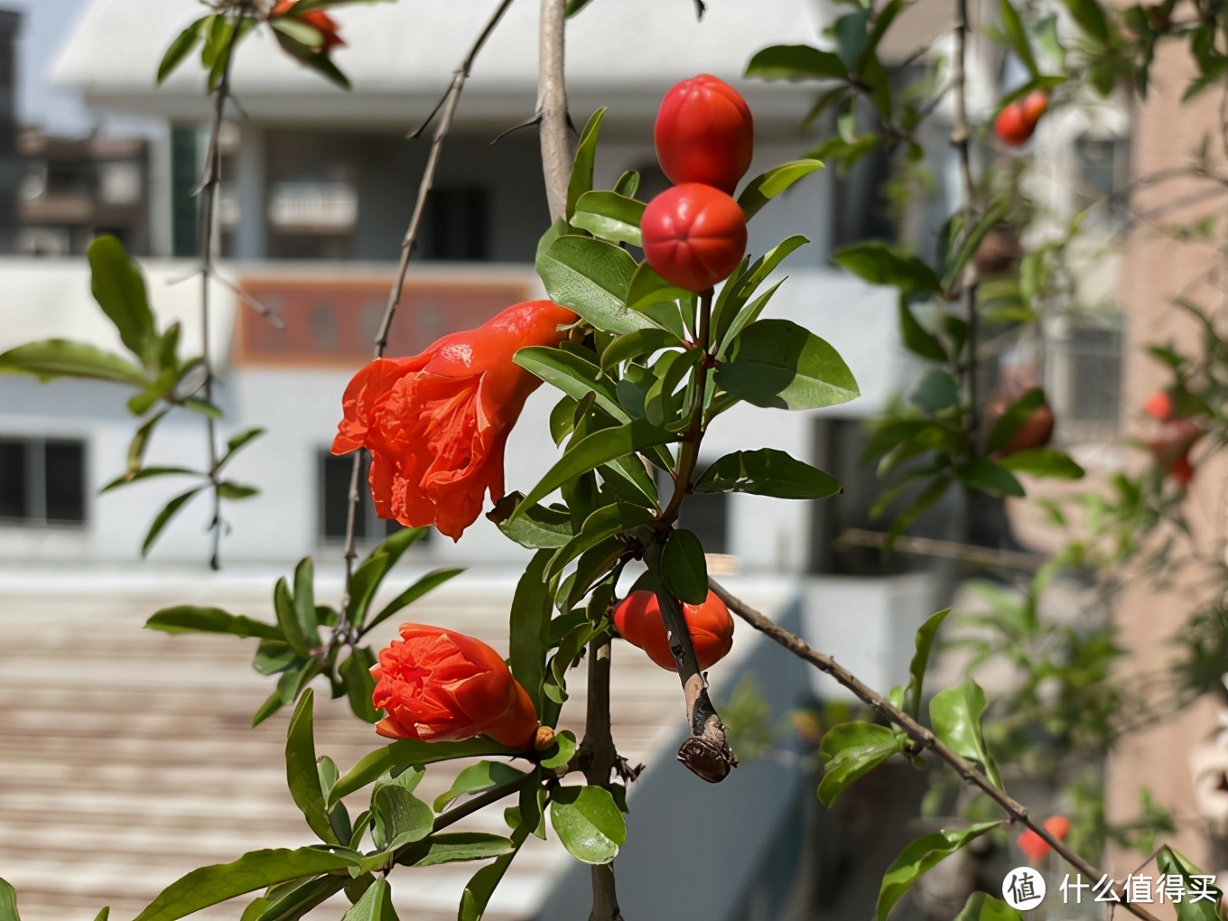 苹果iphone12pro缺点,苹果12promax缺点有哪些