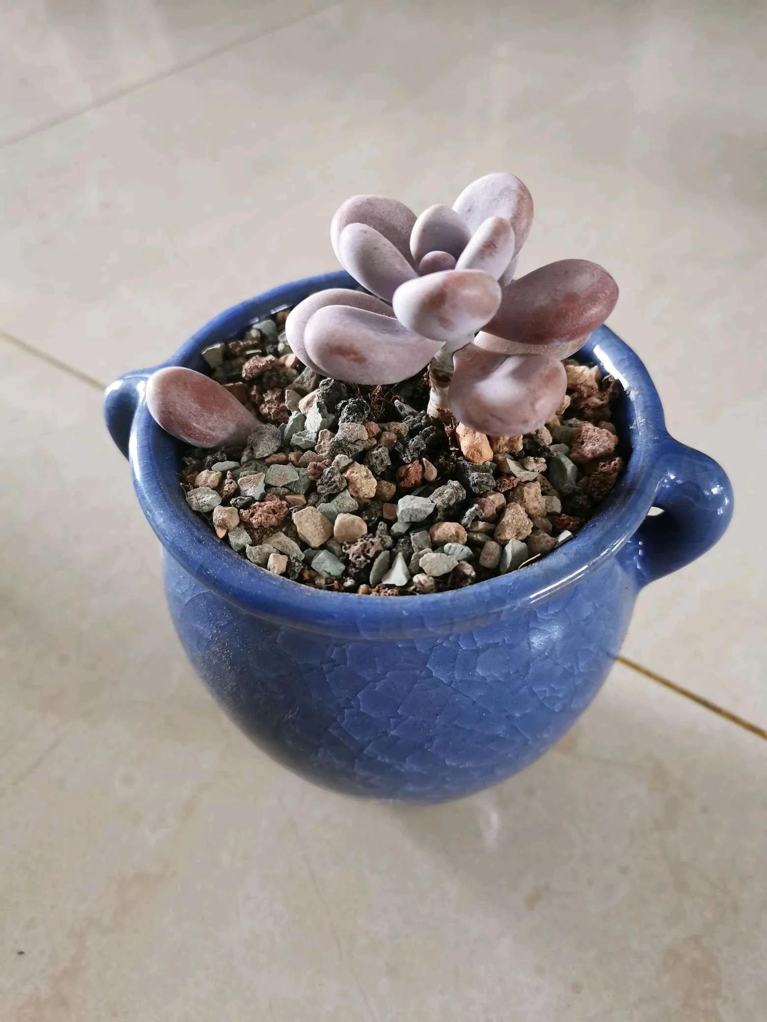 桃蛋徒长了还能恢复吗,桃蛋徒长叶片间距大怎么办