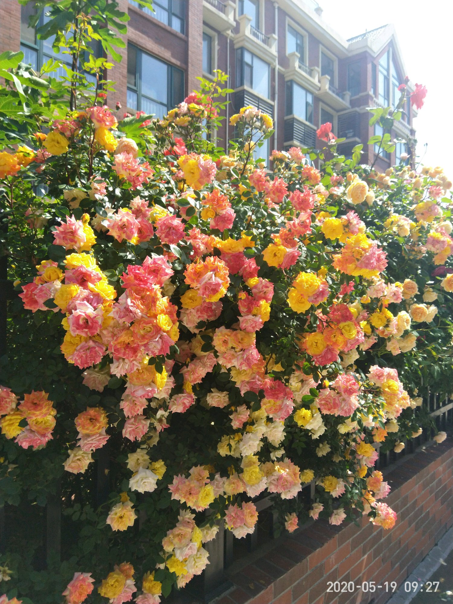 藤本开花植物哪种好养,好养的藤本开花阳台植物