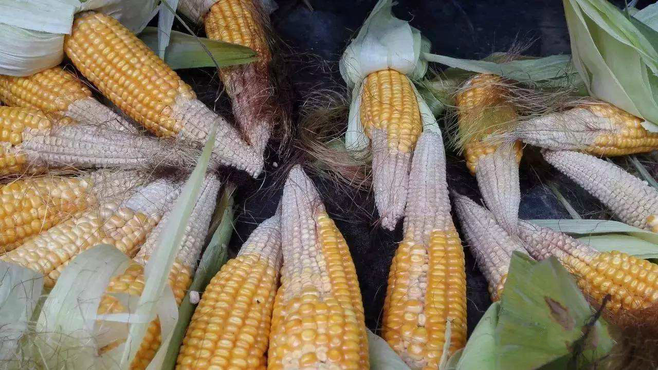 抗性好容重高的玉米种,抗逆性强的玉米种